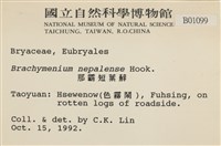 那霸短月蘚藏品圖，第2張