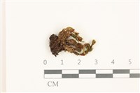 那霸短月蘚藏品圖，第1張