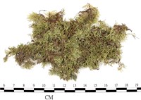 南亞孔雀蘚藏品圖，第3張