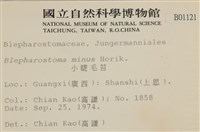 小睫毛苔藏品圖，第2張