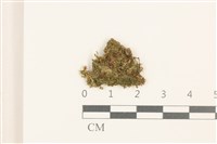 刺葉護蒴苔藏品圖，第1張