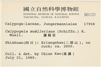 芽胞護蒴苔藏品圖，第2張