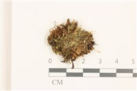 芽胞護蒴苔藏品圖，第1張