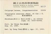 鈍葉護蒴苔藏品圖，第2張