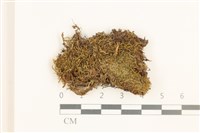 鈍葉護蒴苔藏品圖，第1張