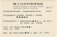 雙齒護蒴苔藏品圖，第2張