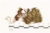 雙齒護蒴苔藏品圖，第1張