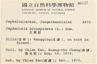 大萼苔藏品圖，第2張