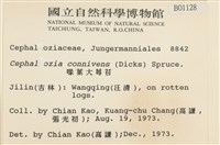 喙葉大萼苔藏品圖，第2張