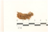 喙葉大萼苔藏品圖，第1張