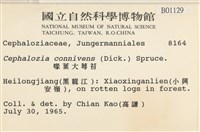 喙葉大萼苔藏品圖，第2張