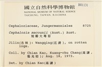 短瓣大萼苔藏品圖，第2張