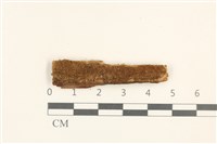 短瓣大萼苔藏品圖，第1張