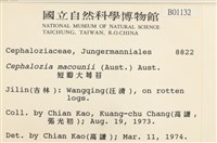 短瓣大萼苔藏品圖，第2張