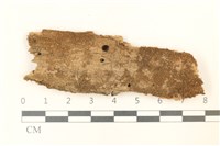 短瓣大萼苔藏品圖，第1張