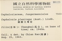 細瓣大萼苔藏品圖，第2張