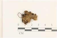 細瓣大萼苔藏品圖，第1張