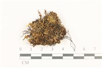 鰓葉苔藏品圖，第1張