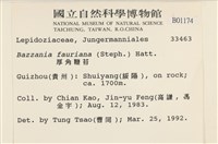 厚角鞭苔藏品圖，第2張