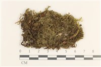 厚角鞭苔藏品圖，第1張