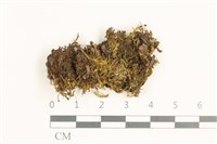 日本鞭苔藏品圖，第1張