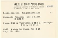 日本鞭苔藏品圖，第2張