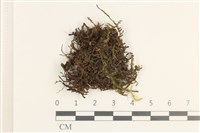 厚角鞭苔藏品圖，第1張