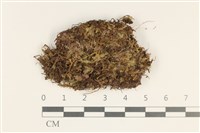 厚角鞭苔藏品圖，第1張