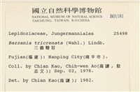 三齒鞭苔藏品圖，第2張