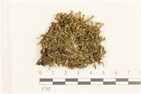 三齒鞭苔藏品圖，第1張
