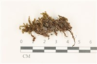 鞭苔藏品圖，第1張