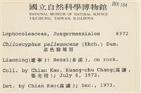 淡色裂萼苔藏品圖，第2張