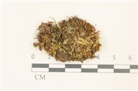 淡色裂萼苔藏品圖，第1張