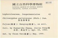 淡色裂萼苔藏品圖，第2張