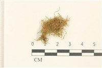 淡色裂萼苔藏品圖，第1張