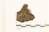 淡色裂萼苔藏品圖，第1張