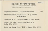 多胞裂萼苔藏品圖，第2張