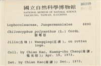 多胞裂萼苔藏品圖，第2張