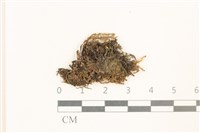 多胞裂萼苔藏品圖，第1張