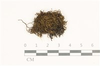 卷葉苔藏品圖，第1張