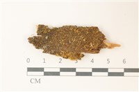 挺葉苔藏品圖，第1張