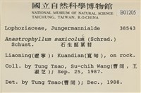 石生挺葉苔藏品圖，第2張