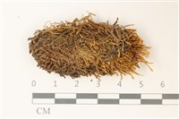 石生挺葉苔藏品圖，第1張