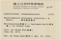 長枝細裂瓣苔藏品圖，第2張