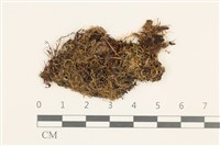 長枝細裂瓣苔藏品圖，第1張