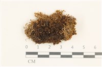 細裂瓣苔藏品圖，第1張