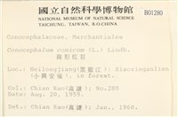 蛇苔藏品圖，第2張