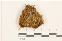 高山曲柄蘚薄葉變種藏品圖，第1張