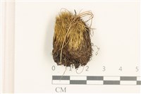 登錄號:B00001302藏品圖，第1張