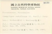 北地曲柄蘚藏品圖，第2張